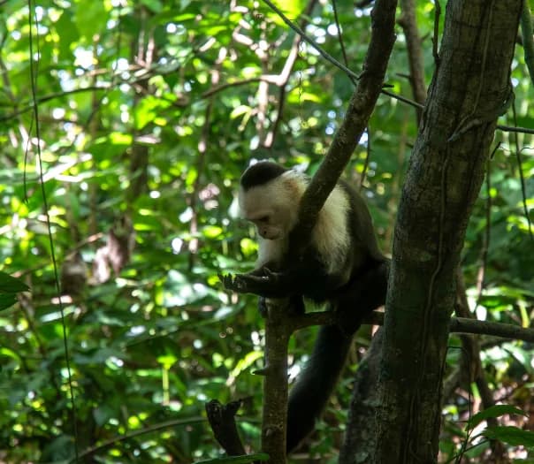 The surrounding tropical nature of Costa Rica